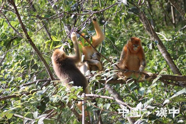 Golden Monkey